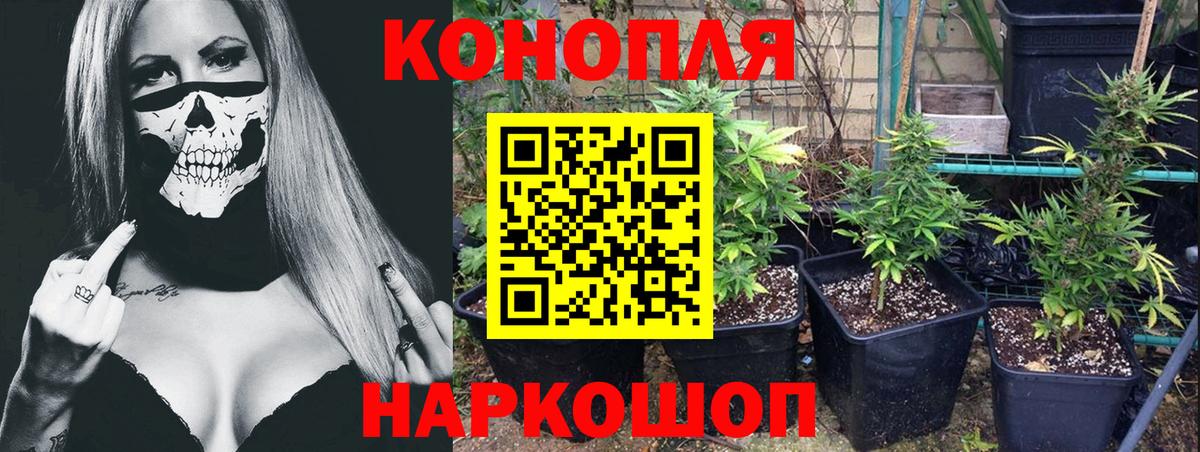 Конопля OG Kush Городец